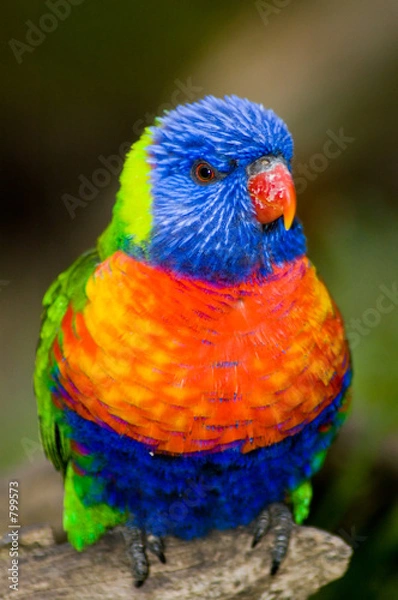 Fototapeta rainbow lorikeet