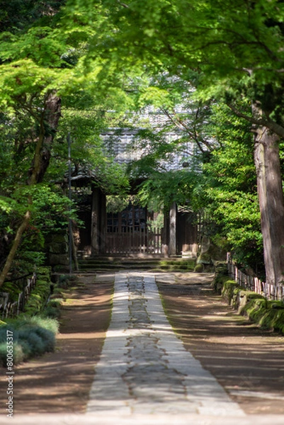 Fototapeta 鎌倉244　寿福寺　新緑