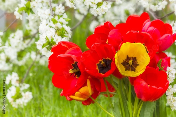 Fototapeta Bouquet of tulips in the spring garden