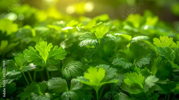 Fototapeta Close up of fresh parsley