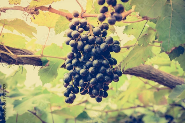 Fototapeta Grape cluster hanging on the vine