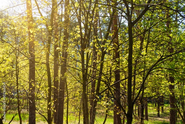 Fototapeta Green forest with green trees, green forest landscape