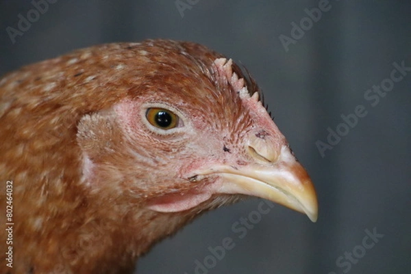 Fototapeta Closeup of a birds head with a yellow beak in the Phasianidae family