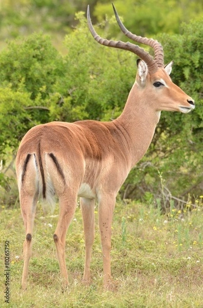 Fototapeta Antilope