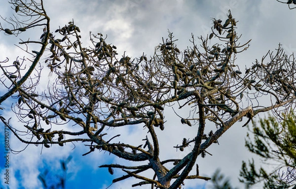 Fototapeta Maritime pine diseased and reduced to a skeleton with its pine cones still attached to the branches Tombolo di Cecina Tuscany Italy