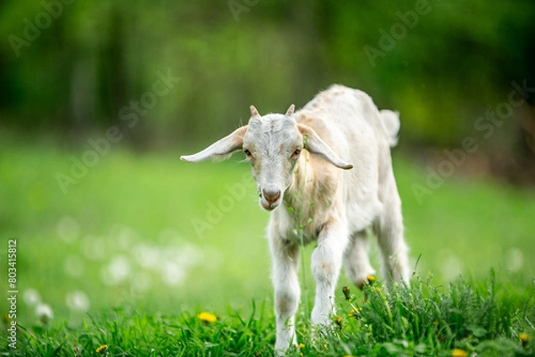 Fototapeta  sweet little goat on the grass