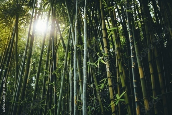 Obraz Wander through a bamboo forest in the rainforest, where the tall, slender stalks sway in the breeze and create a sense of serenity and calm, Generative AI