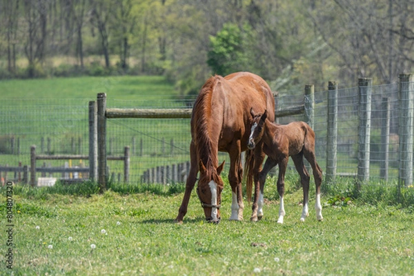 Fototapeta Brown horse and two day old foal in spring meadow. 