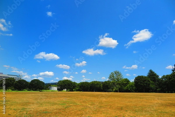 Fototapeta 大きな広場と緑生い茂る森林の風景6