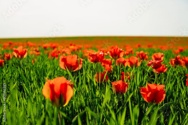 Fototapeta tulip Greig field