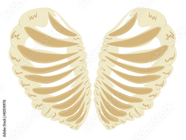 Fototapeta Heart Shaped Rib Cage