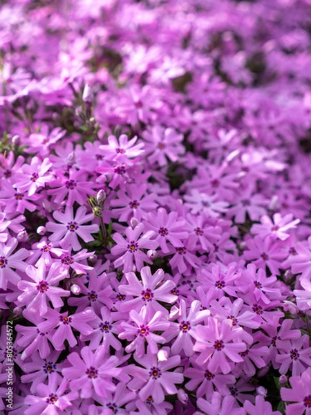 Fototapeta field of flowers in detail with purple flowers isolated