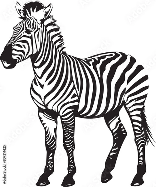 Obraz zebra animal vector illustration