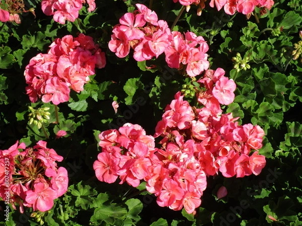 Fototapeta closeup blast of bright pink blossoms