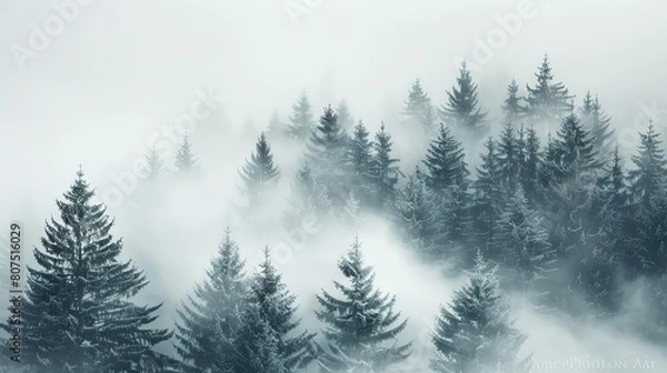 Fototapeta enigmatic foggy forests with evergreen trees covered in snow under a gray and white sky