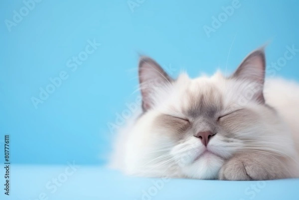 Fototapeta Medium shot portrait photography of a funny ragdoll cat sleeping on pastel or soft colors background