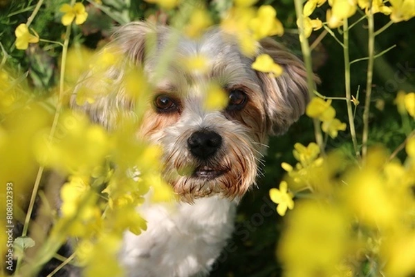 Fototapeta Close-up head portrait of a small cute mixed breed dog sitting in a rapeseed field and looking through the yellow flowers