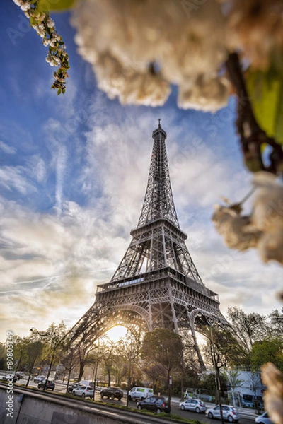 Fototapeta Eiffel Tower with spring tree in Paris, France