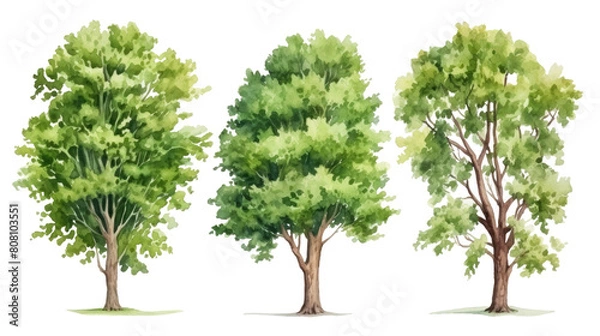 Fototapeta Tree set in sketch style watercolor, isolated on transparent background