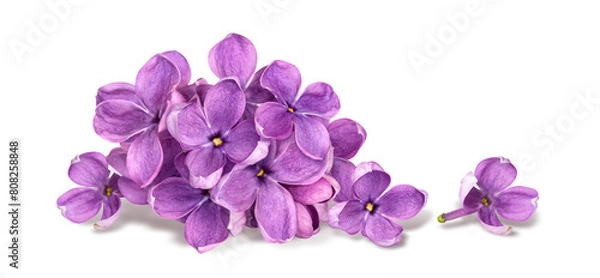 Fototapeta pink lilac flowers isolated on white background