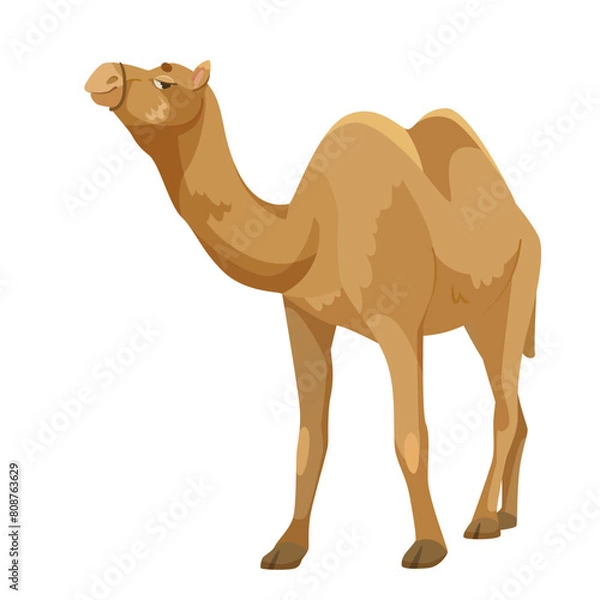 Obraz A brown camel standing, in vector illustration style, on a plain white background, depicting a desert animal. Vector illustration