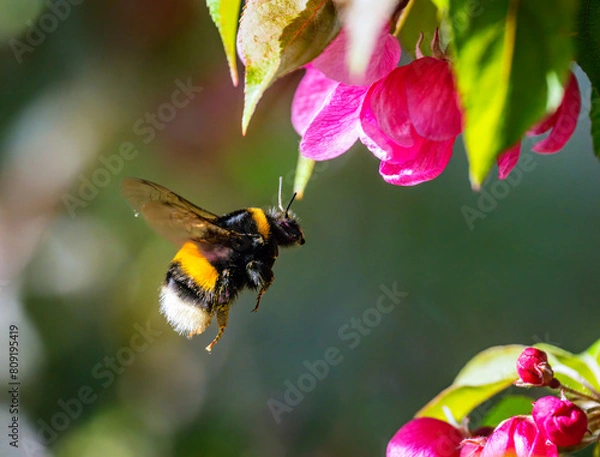 Fototapeta Macro of a flying bumblebee