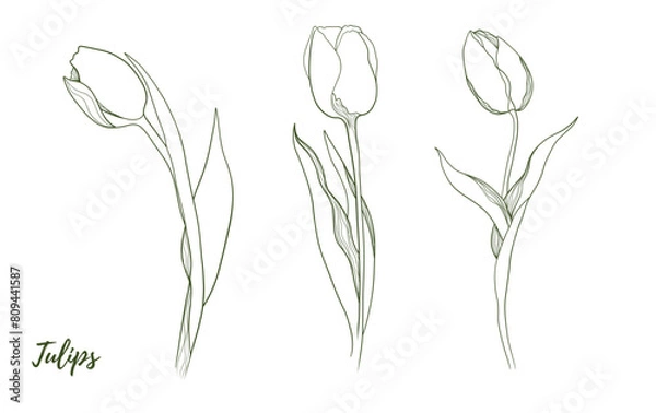 Fototapeta Vector tulip flower with stem and floral line art illustration, graphic line art tulip. Elegant line botanical illustration. Great for any designs, textile, art, walls, package