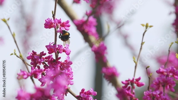 Fototapeta Bombus Pascuorum Collecting Pollen On Cercis Siliquastrum. Cercis Siliquastrum Blossom. Close up.