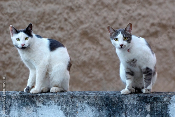 Fototapeta two cats standing on a stone fence, looking serious the camera, against brown background. selective focus