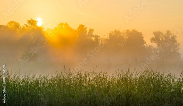 Fototapeta The edge of a lake with reed in wetland in springtime at sunrise , Almere, Flevoland, The Netherlands, May 9, 2024