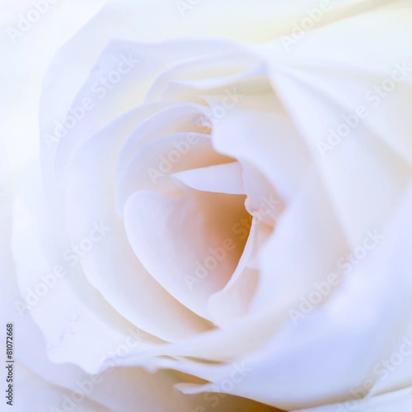 Fototapeta white rose