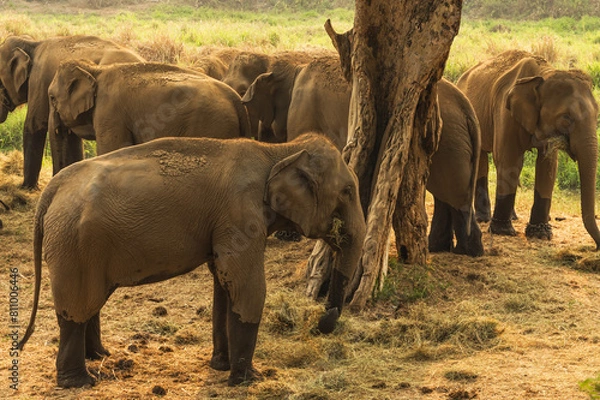 Fototapeta Group of Asian elephants enjoy life in animal conservation