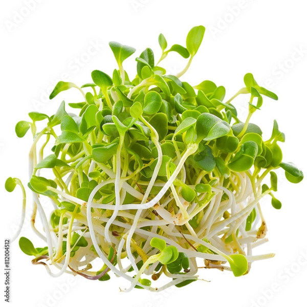 Fototapeta Fresh Green Sunflower Microgreens on White, Great for Healthy Diets and Culinary Garnishes