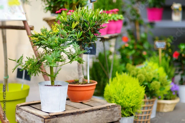 Fototapeta Beautiful flowers sold on outdoor flower shop