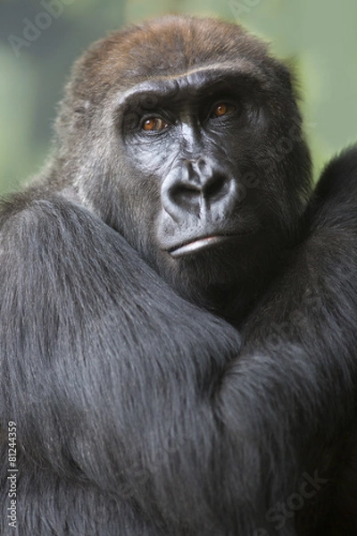 Fototapeta Close up portrait of gorilla ape