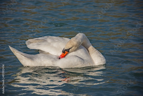 Fototapeta birds