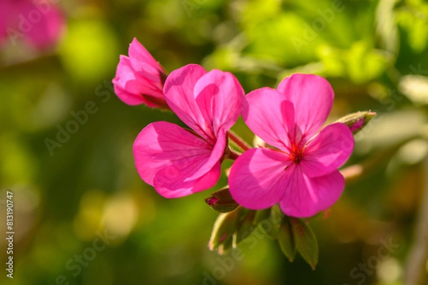 Fototapeta Close-up of red geraniums at sunset 1