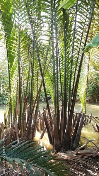 Fototapeta Close up of Mangrove palm or Nypa fruticans in Vinh Long province, Mekong Delta Vietnam.