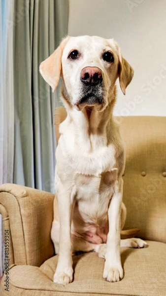 Fototapeta Adorable yellow Labrador Retriever sitting attentively on a beige armchair, ideal for pet care, animal companionship, and National Dog Day themes