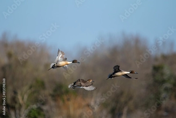 Fototapeta Duck flock in the sky