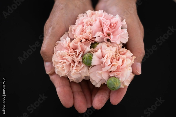 Fototapeta Top view of woman hands holding fresh pink carnations.