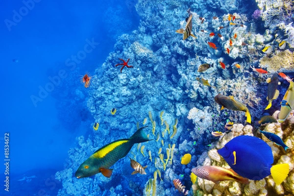 Fototapeta Underwater world with corals and tropical fish.