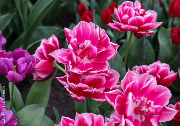 Fototapeta White and pink tulip called Colombus. Double Early group. Tulips are divided into groups that are defined by their flower features