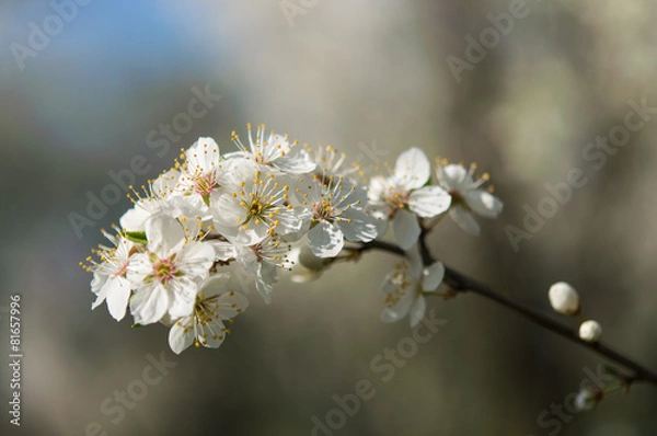 Fototapeta flower in spring