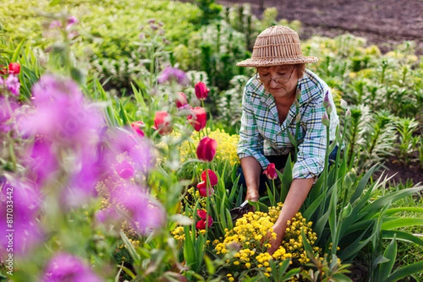 Fototapeta Portrait of senior gardener picking flowers in spring garden. Retired woman cutting stems with pruner. Gardening