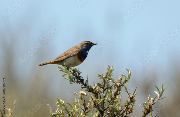 Fototapeta Gorgebleue à miroir,.Luscinia svecica, Bluethroat