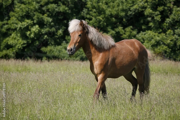 Obraz Nice brown mare in a Danish meadow.