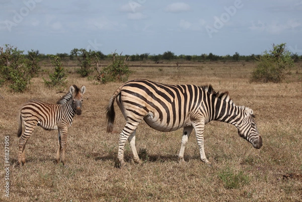 Fototapeta Steppenzebra / Burchell's zebra / Equus quagga burchellii..