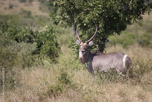 Fototapeta Wasserbock / Waterbuck / Kobus ellipsiprymnus