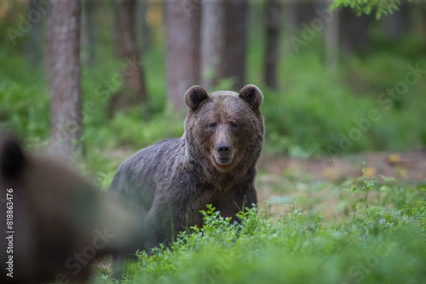 Fototapeta Brown bear - close encounter with a wild brown bear eating in the forest and mountains of the Notranjska region in Slovenia